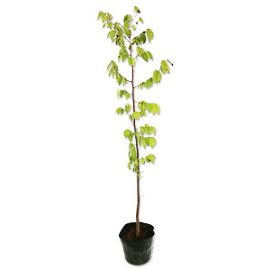 PL 0.8m 15cm|bg c