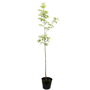 Ri 1m 15cm|bg c