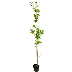 Ri 1.4m 15cm|bg 10{ c