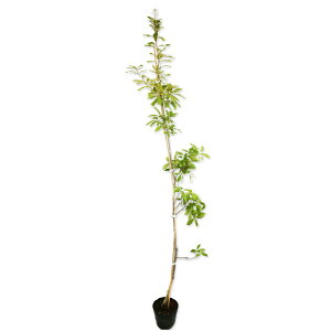 Ri 1.7m 15cm|bg 10{×2 c