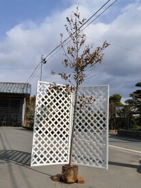 コナラ 単木 2.5m 露地 苗木