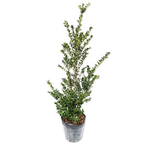 LcQ 0.4m 15cm|bg c
