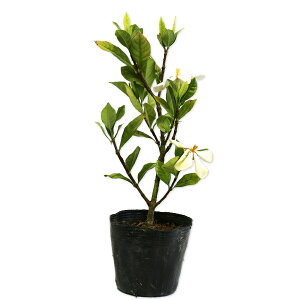 N`iV 0.2m 10.5cm|bg c
