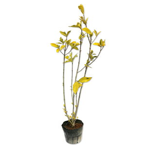 N`iV 0.6m 15cm|bg c
