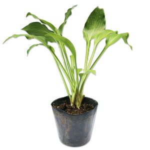M{EV 10.5cm|bg 10{ c
