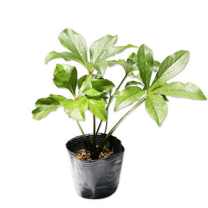 NX}X[Y IG^X 9.0cm|bg c