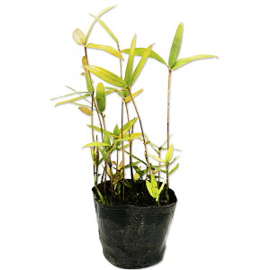 �J�����U�T 10.5cm�|�b�g 25�{ �c