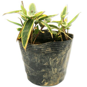 �N�}�U�T 10.5cm�|�b�g 15�{ �c