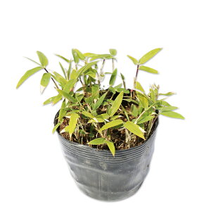 �R�O�}�U�T 10.5cm�|�b�g 40�{ �c
