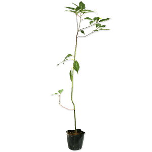 NXmL 0.5m 10.5cm|bg 20{ c