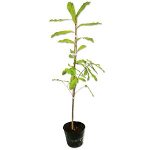 NkM 0.8m 15cm|bg 15{ c