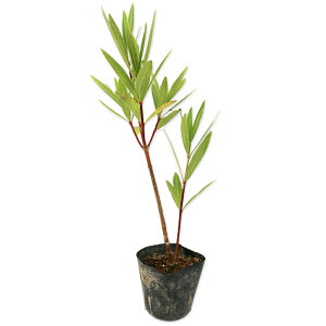 LE`NgE 0.3m 10.5cm|bg c