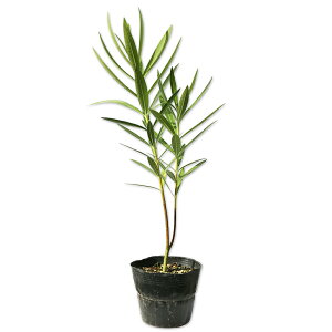 LE`NgE 0.4m 15cm|bg c