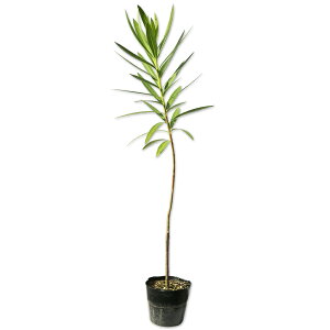 LE`NgE 0.8m 15cm|bg c