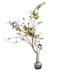 �L�u�V 1.7m �I�n �c��