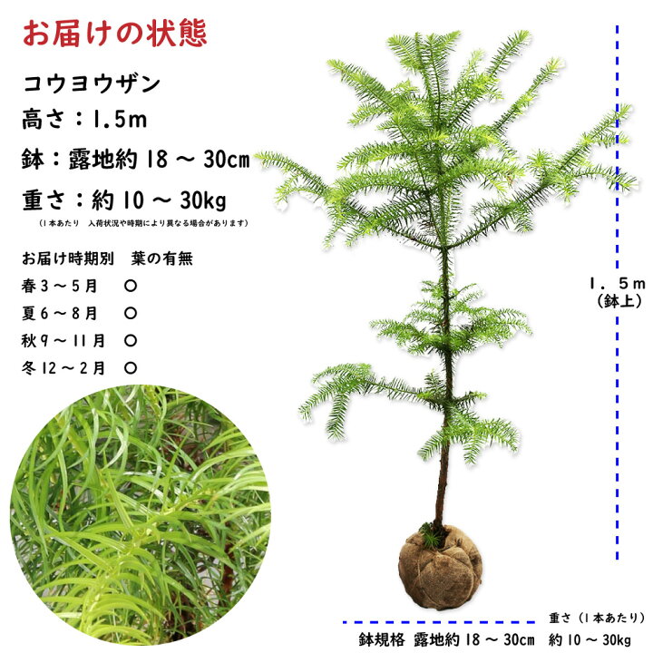 楽天市場】コウヨウザン 1.5m 露地 苗木 : トオヤマグリーン