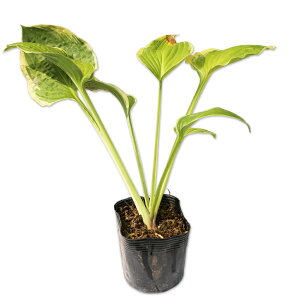 M{EV O  10.5cm|bg 15{ c