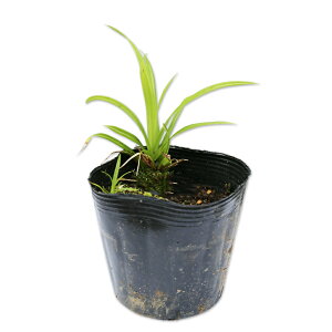 JbNX 10.5cm|bg 10{ c