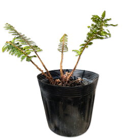 オシダ 15cmポット 苗