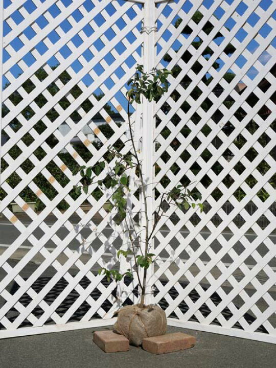 楽天市場】カリン 単木 1.2m 露地 2本 苗 : トオヤマグリーン