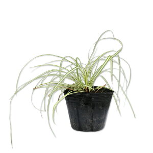 JbNX Go[S[h 9.0cm|bg c