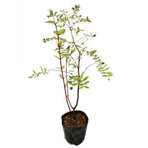 LVoC 10.5cm|bg 25{ c
