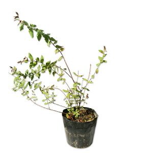 LVoC 15cm|bg c