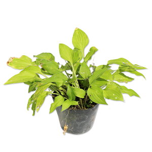 ギボウシ オウゴンオトメ 10.5cmポット 苗