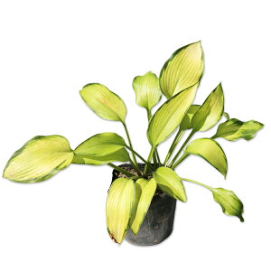 M{EV LTCX 12cm|bg c