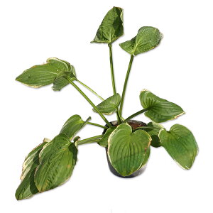 M{EV NX}Xc[ 18cm|bg c