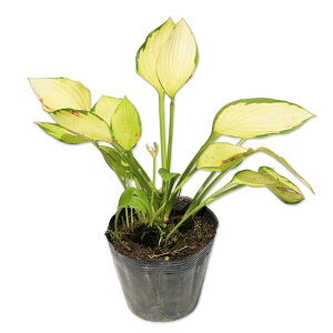 M{EV S[hX^_[h 10.5cm|bg c