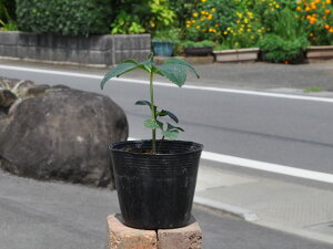 NX}X[Y  10.5cm|bg 5{ c