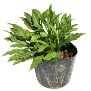 qM{EV 9.0cm|bg 10{ c