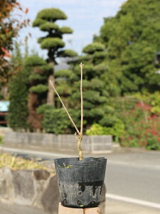 JWJGf 0.1m 15cm|bg c