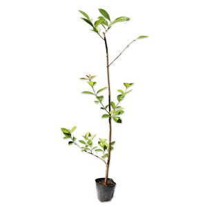 L~moWE 0.7m 10.5cm|bg 10{ c