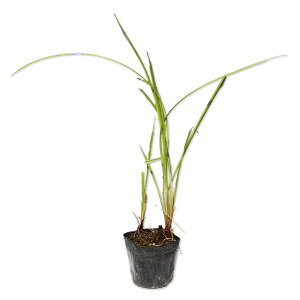 JTXQ 10.5cm|bg c