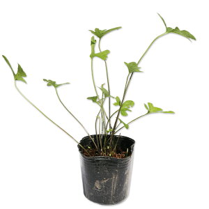 LNoX~ 9.0cm|bg 15{ c