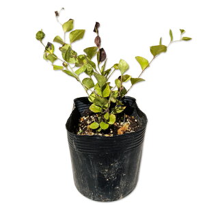 �R�E���{�E�L 10.5cm�|�b�g �c