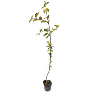 PJ}cJ 0.8m 10.5cm|bg c