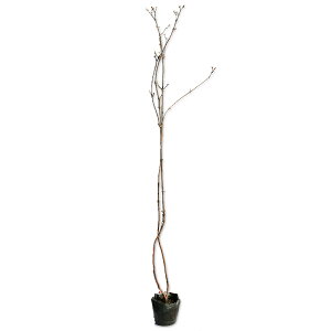 tEK}Y~ 1m 12cm|bg 5{ c