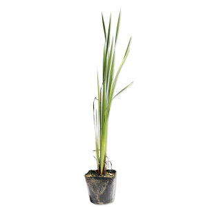 J}}VEu 10.5cm|bg 30{ c