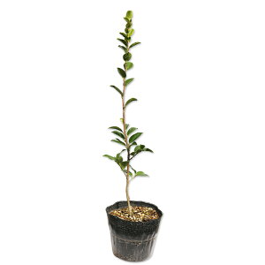 TUJ ^`Jԉ 0.4m 15cm|bg c