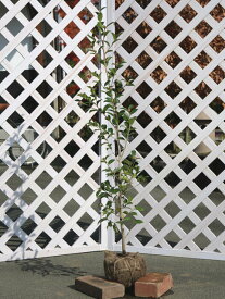 サザンカ タチカン赤花 1.2m 露地 3本×2 苗