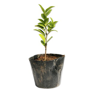 TUJ q 10.5cm|bg c