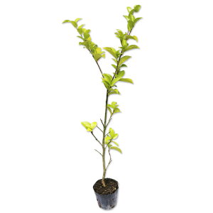 TUJ q 0.5m 10.5cm|bg c