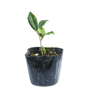 TUJ ΊsN 10.5cm|bg 30{ c