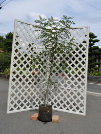 シマトネリコ 単木 1.5m 露地 苗木