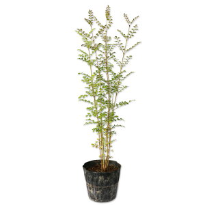 V}glR  0.5m 15cm|bg c