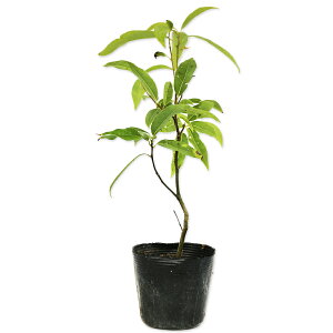 VJV P 0.3m 10.5cm|bg c
