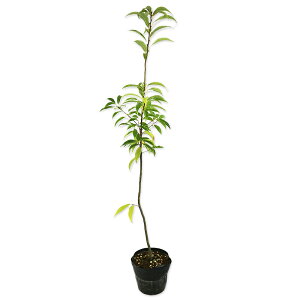 VJV P 0.8m 15cm|bg 15{ c